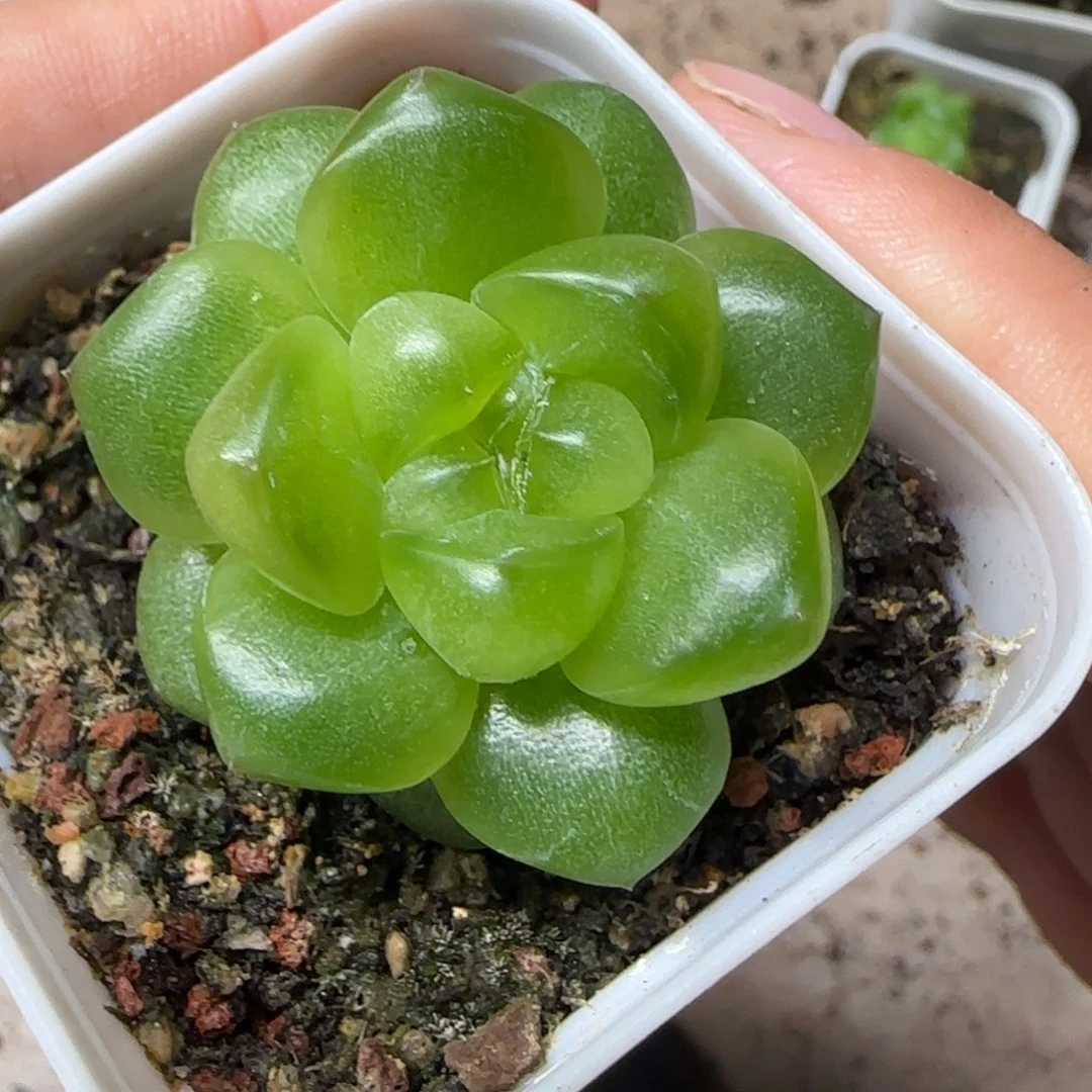 ༈***丶未知 盆桌上一个满25包邮
