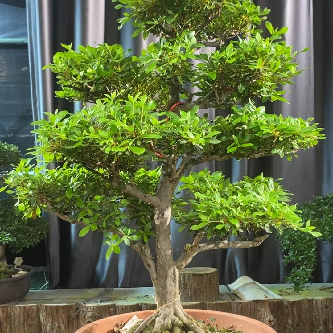 无花朵皋月杜鹃一物一