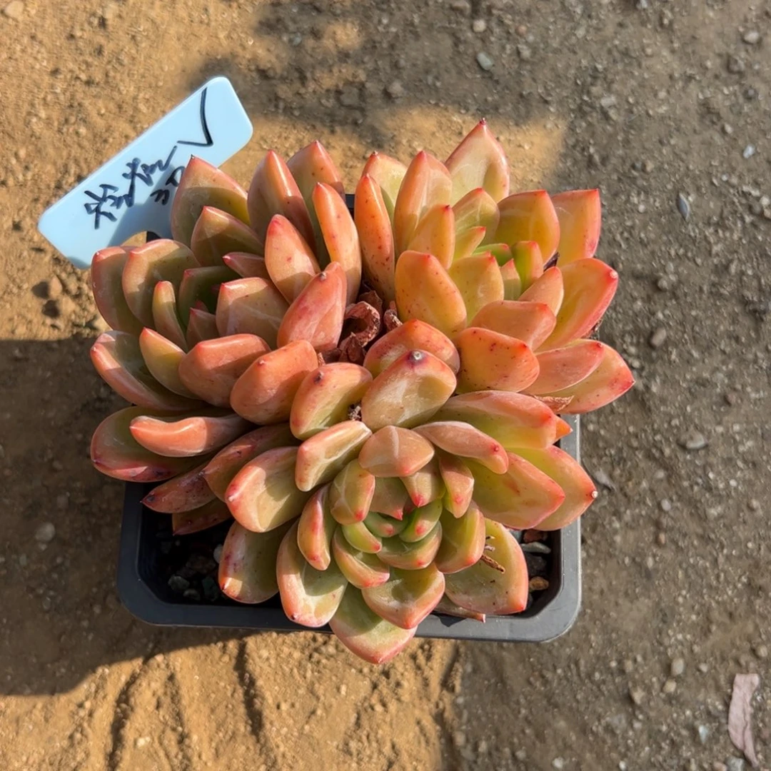 崔***崔香槟11111111111111