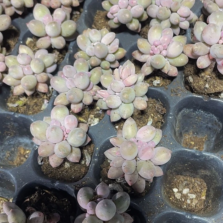 小婴儿手指1元带土