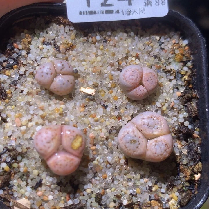 艾*精品生石花225.124