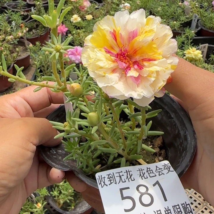 无花朵581超小苗盆口10cm