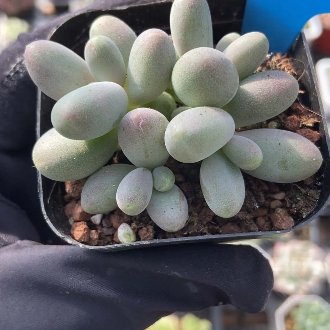 785糖果美人多肉植物