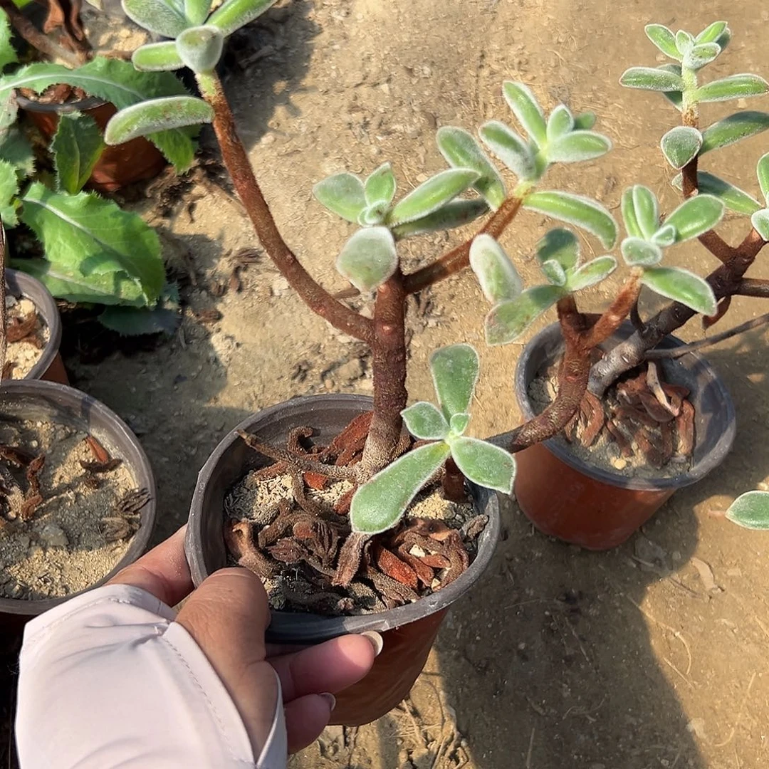 多肉植物锦晃星群