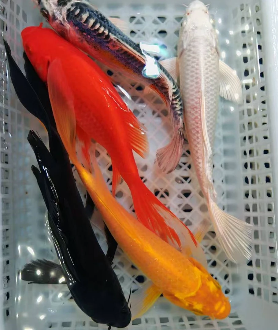 五福（1黄1黑1白1红1德系 共5条）观赏鱼锦鲤冷水鱼冬天8-10cm