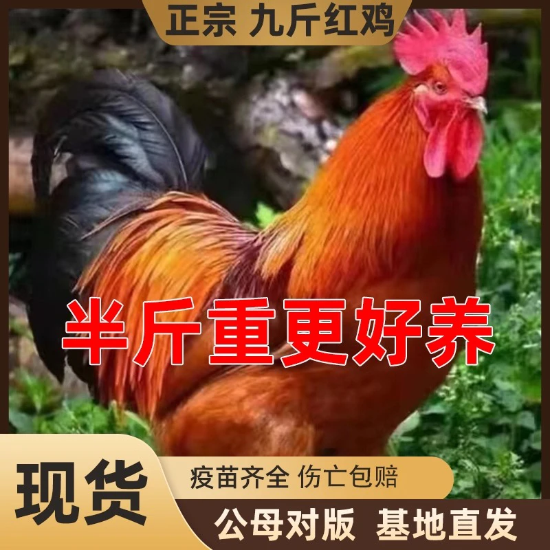 九斤红大公鸡 12只 红玉鸡公母可选半斤左右宠物鸡包邮
