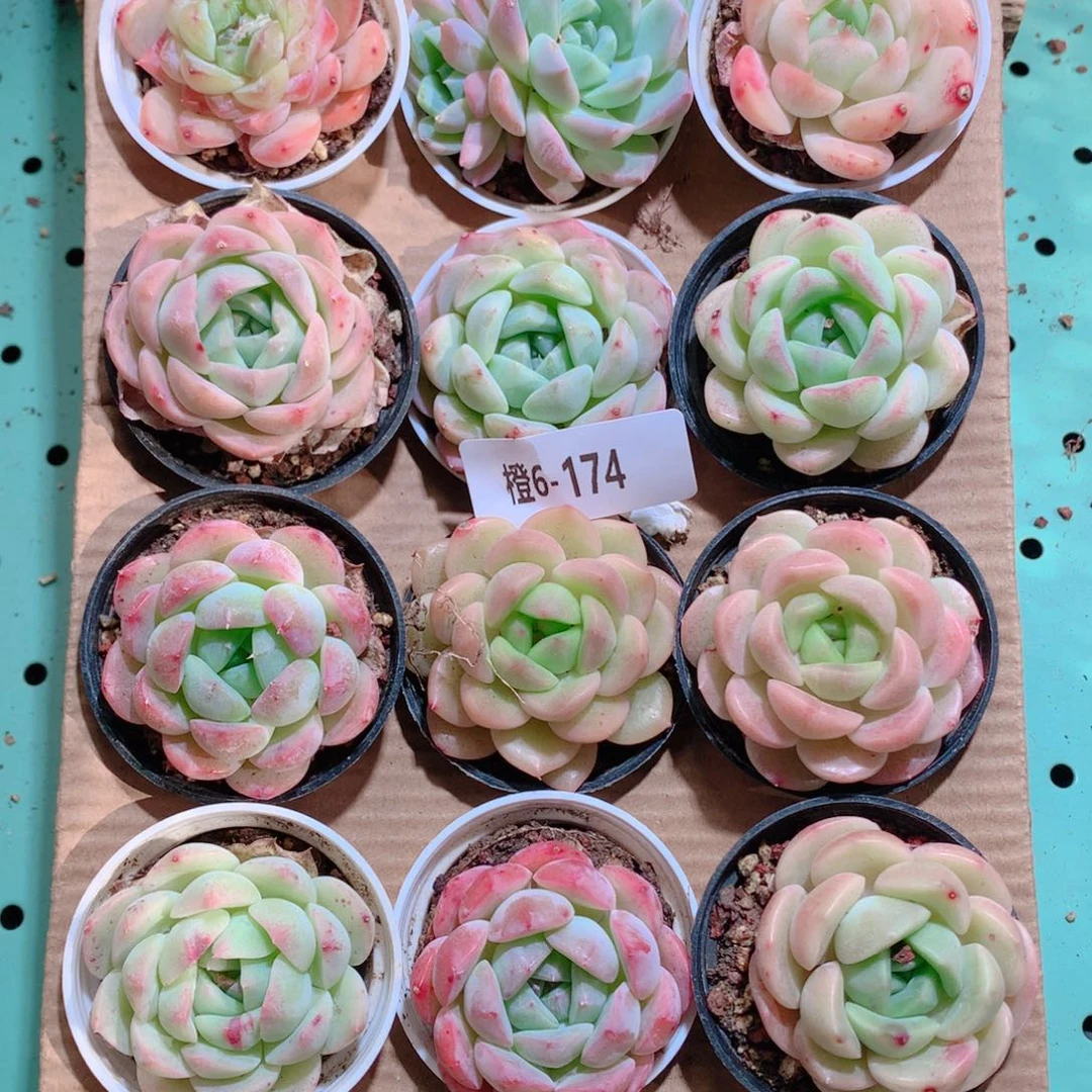 6-174一物一拍带盆18颗