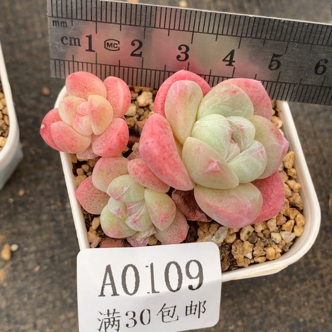 109。小脸糖心冰玉三头