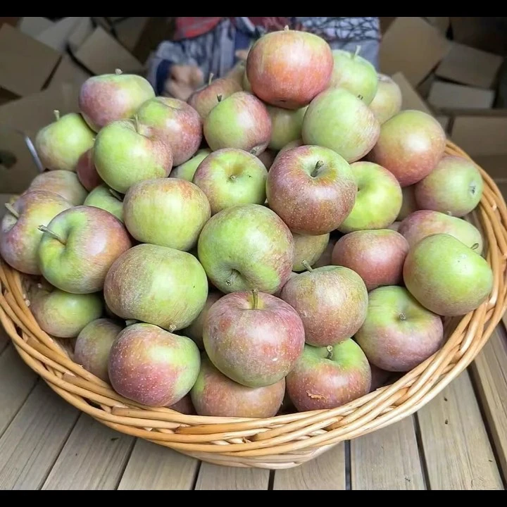 承德平泉国光苹果老式