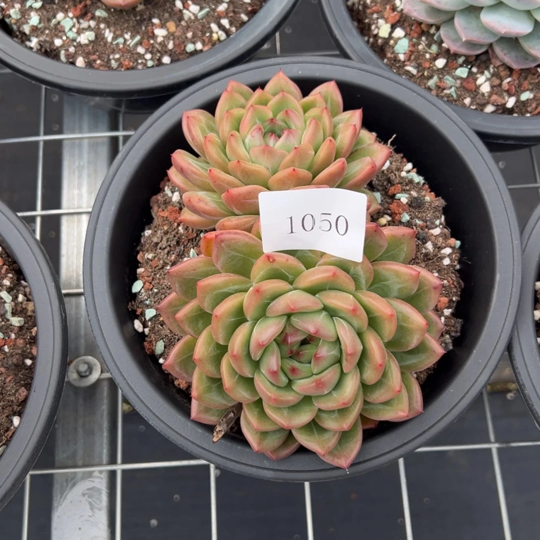 随**欲1050不包整肉肉肉肉肉