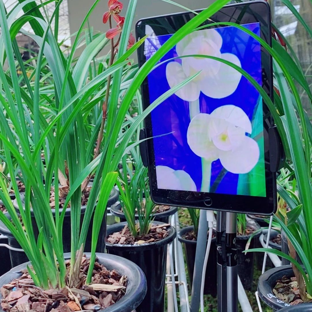 大部分花苞少量开放