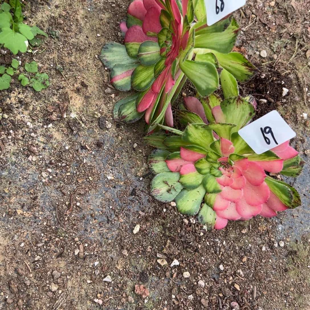 6968知否多肉植物