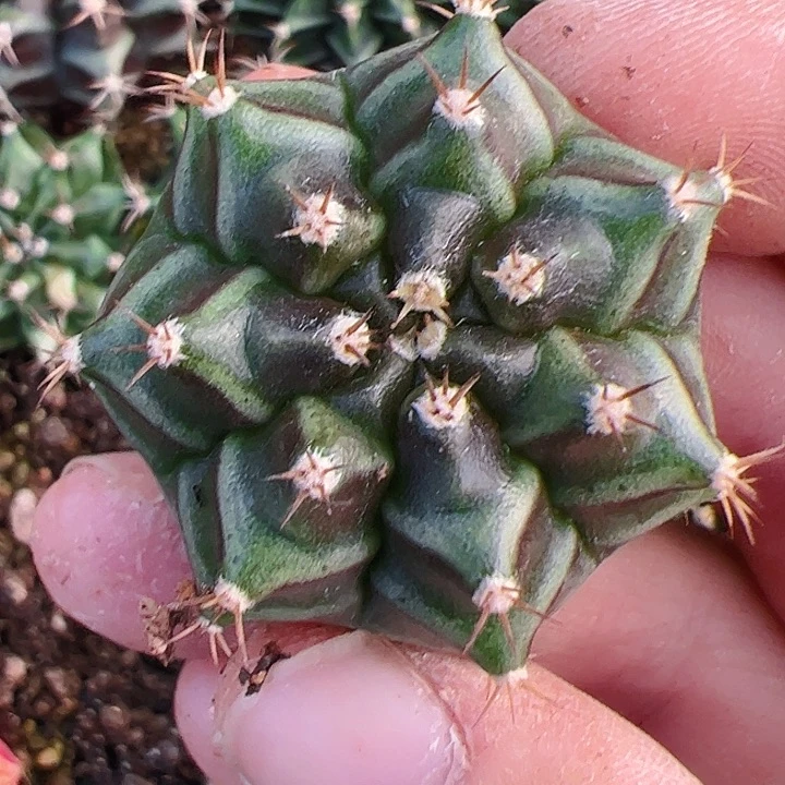 艳***^当前无花栽培后可以开花