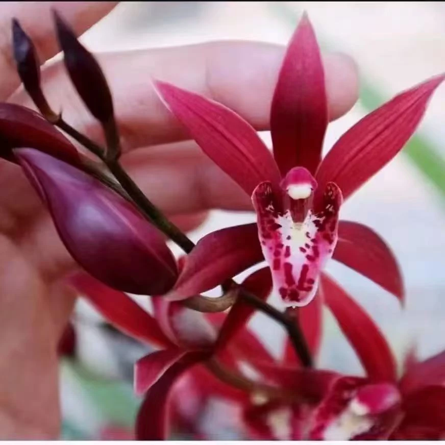 美好生活【兰花红香妃】8花起年宵花浓香长花期耐寒室外好养