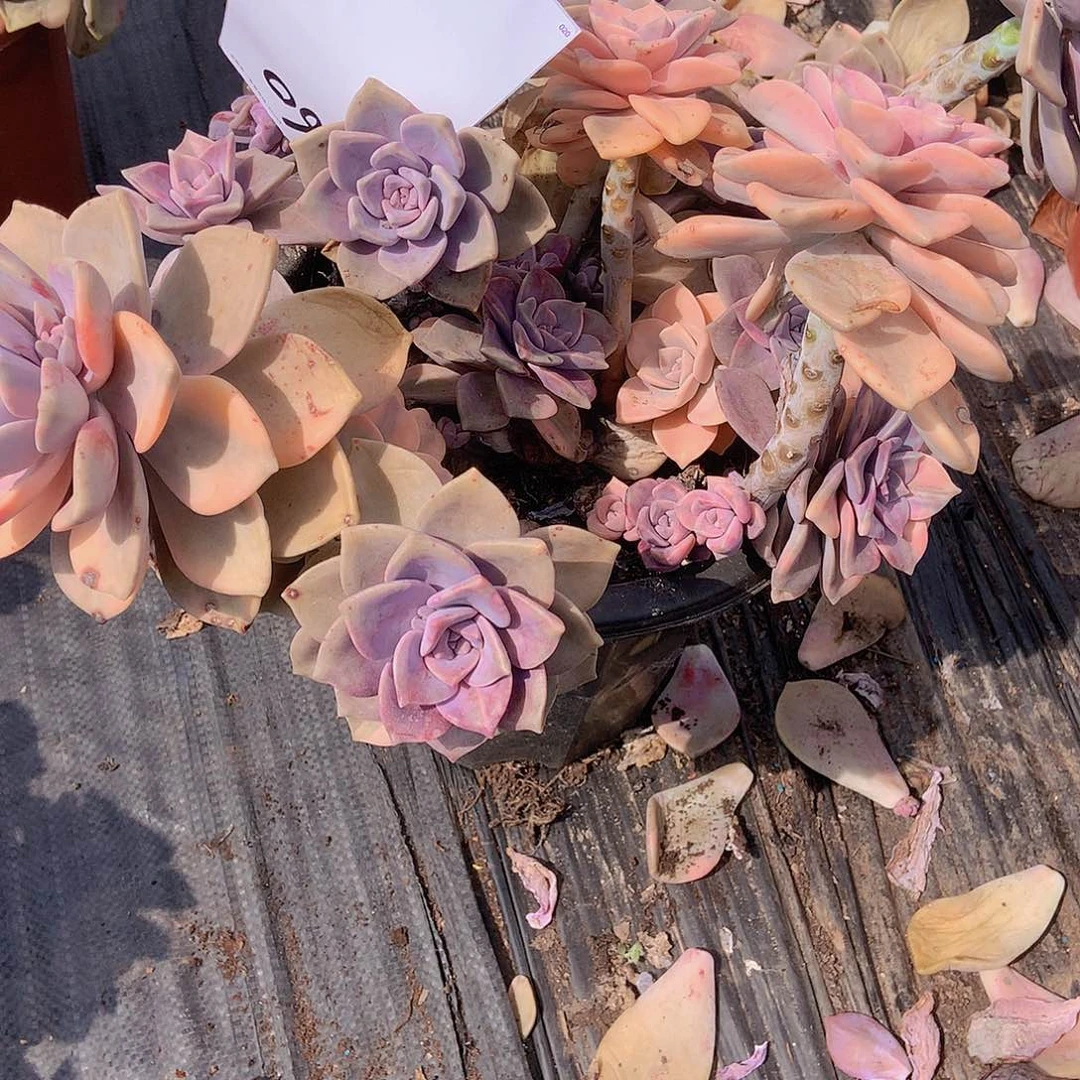 一物一拍多肉外播紫乐锦760