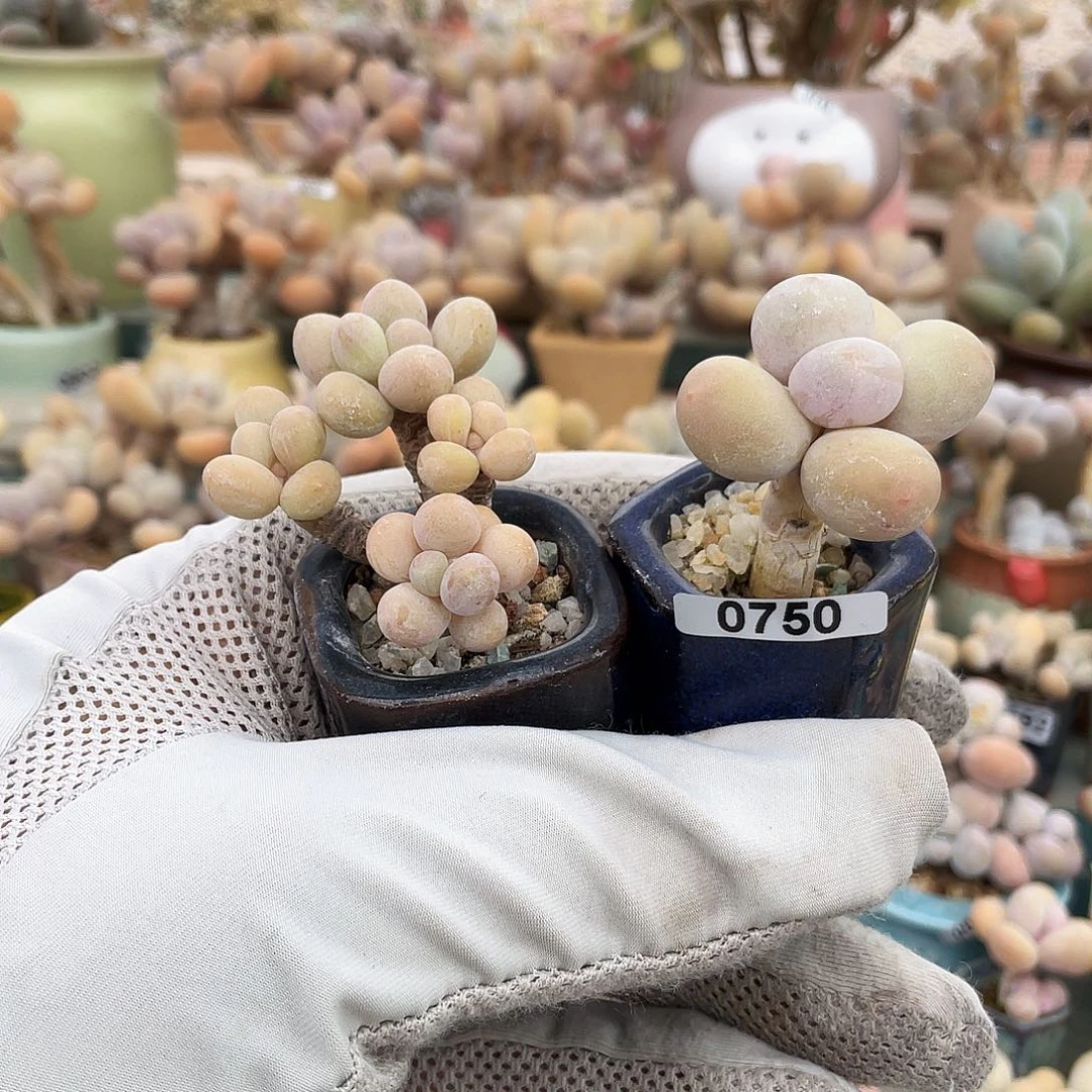 ↘**✨多肉植物的生长发育