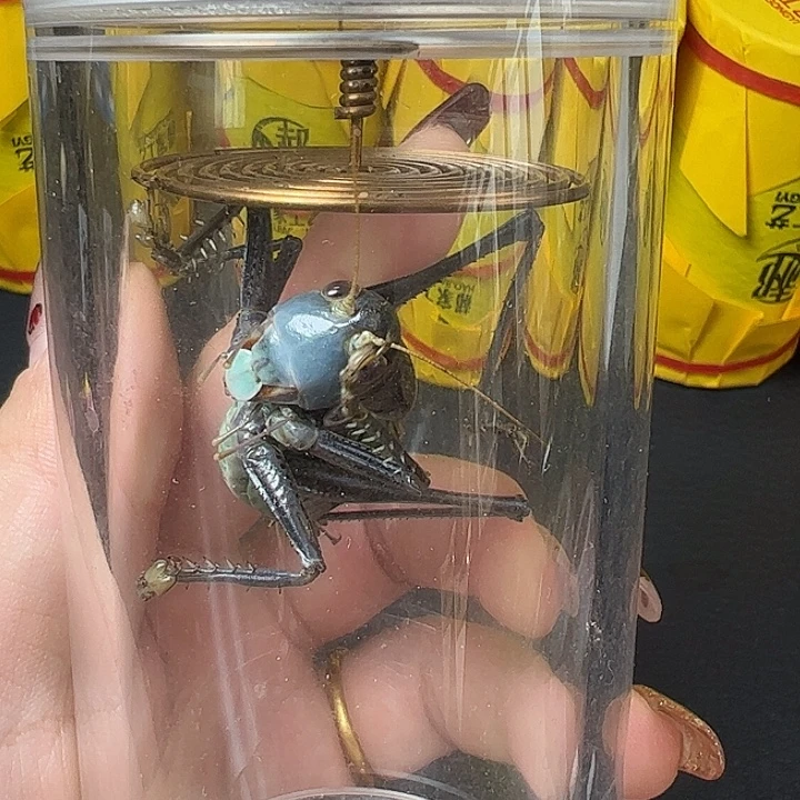 蟋蟀给哈哈哈哈哥哥哥哥哈