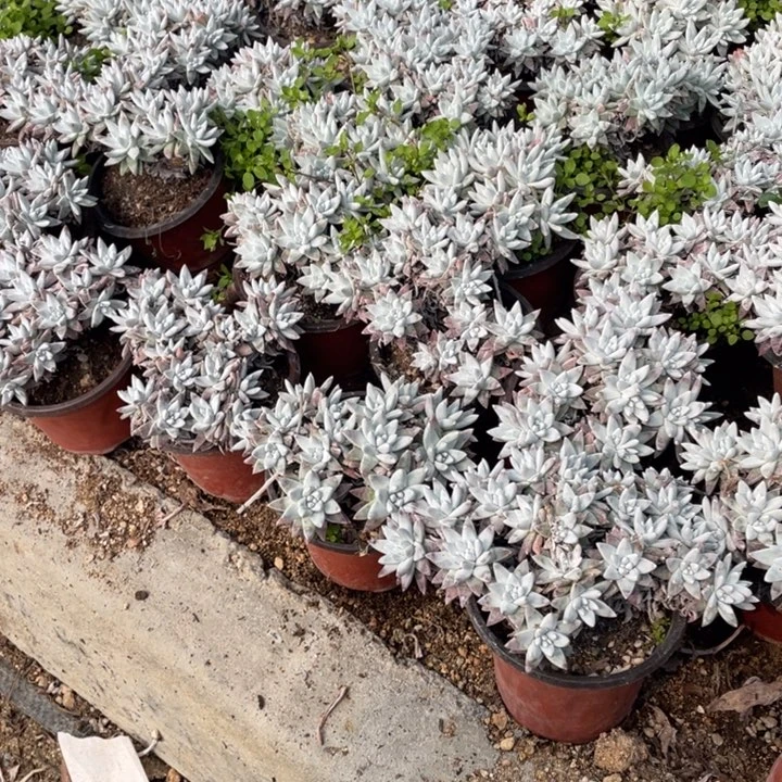 白菊多肉 15个头左右