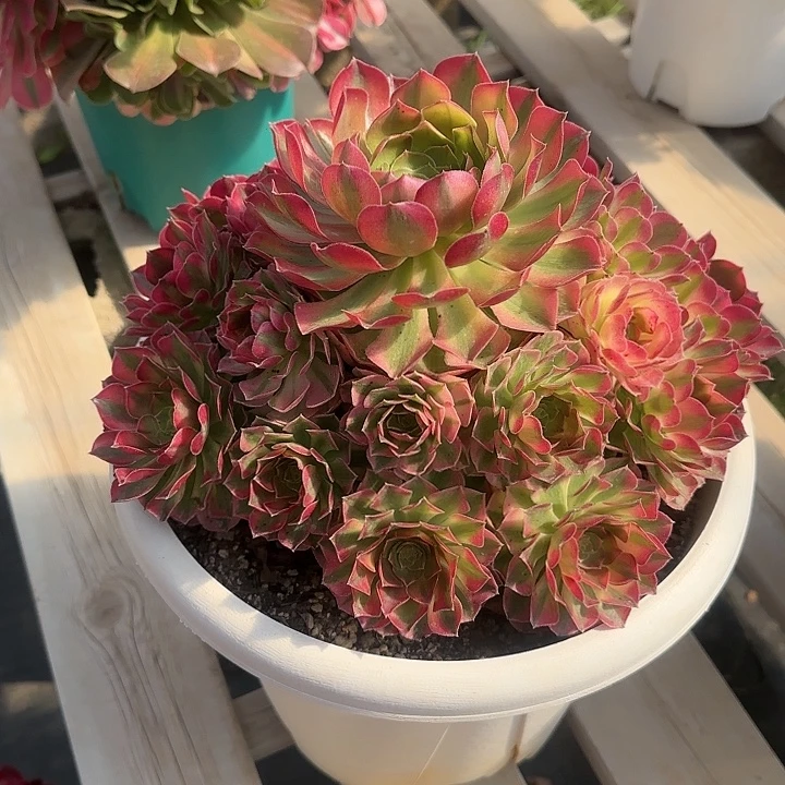 法师多肉植物雨荷