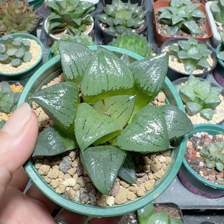 十二卷玉露大颗阿寒湖寿