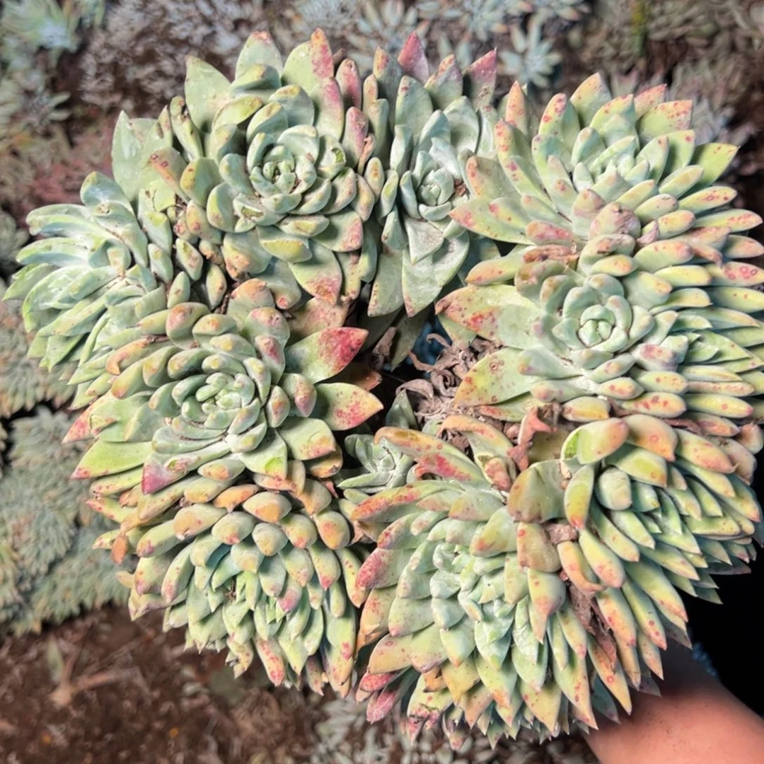 2096哈哈哈哈哈哈哈哈哈