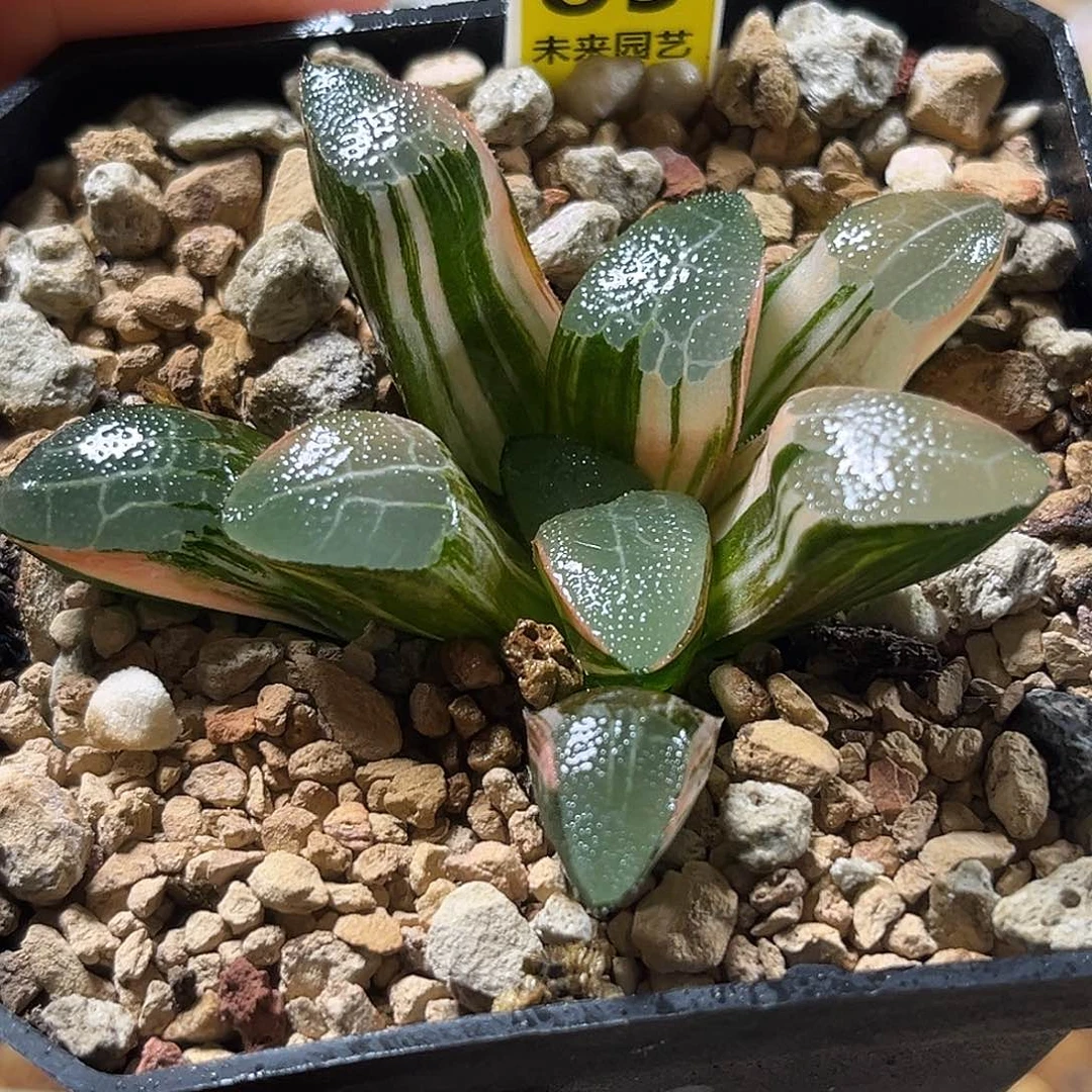 89网纹克锦福利福利