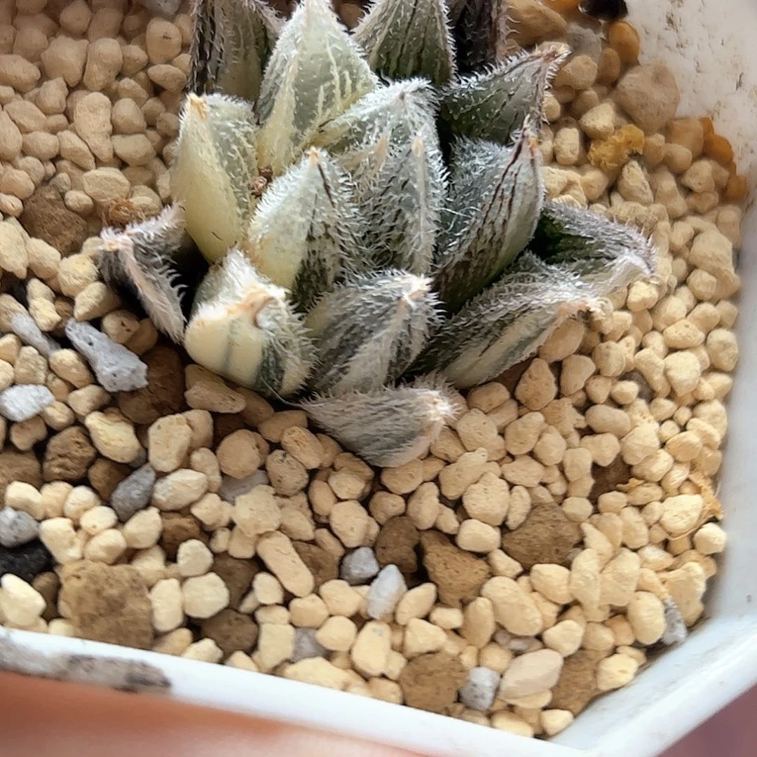 白毛绘卷锦十二卷多肉植物
