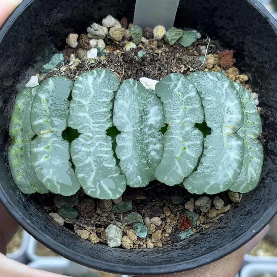 64倩富士玉扇福利专场