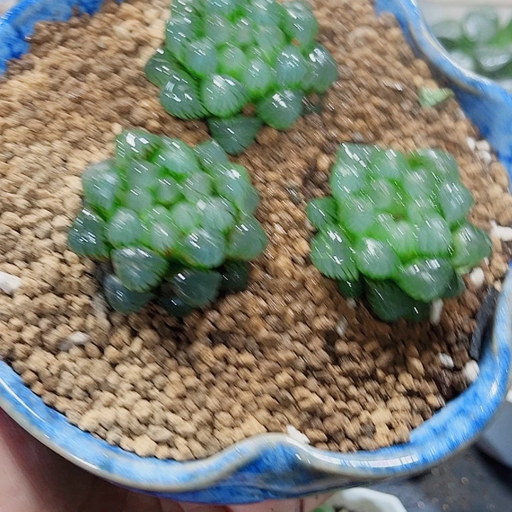 姬雨露任意三颗一组