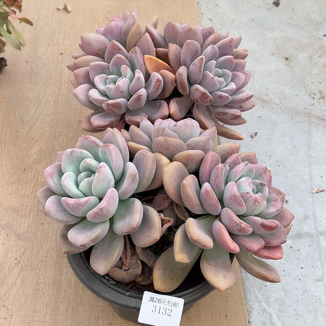 微***️3132奥普2棵多肉植物