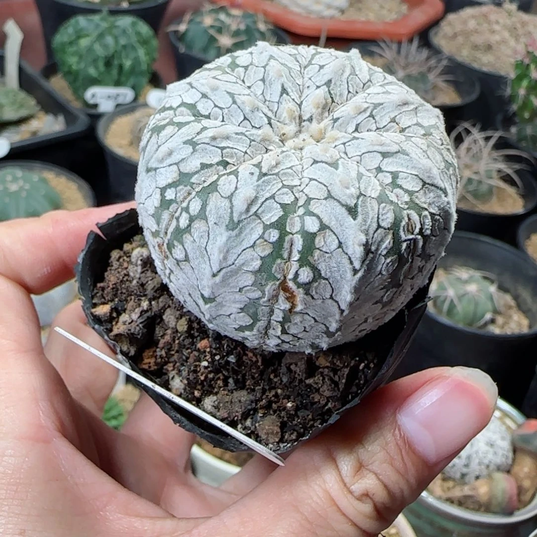 36实生v兜多肉微瑕