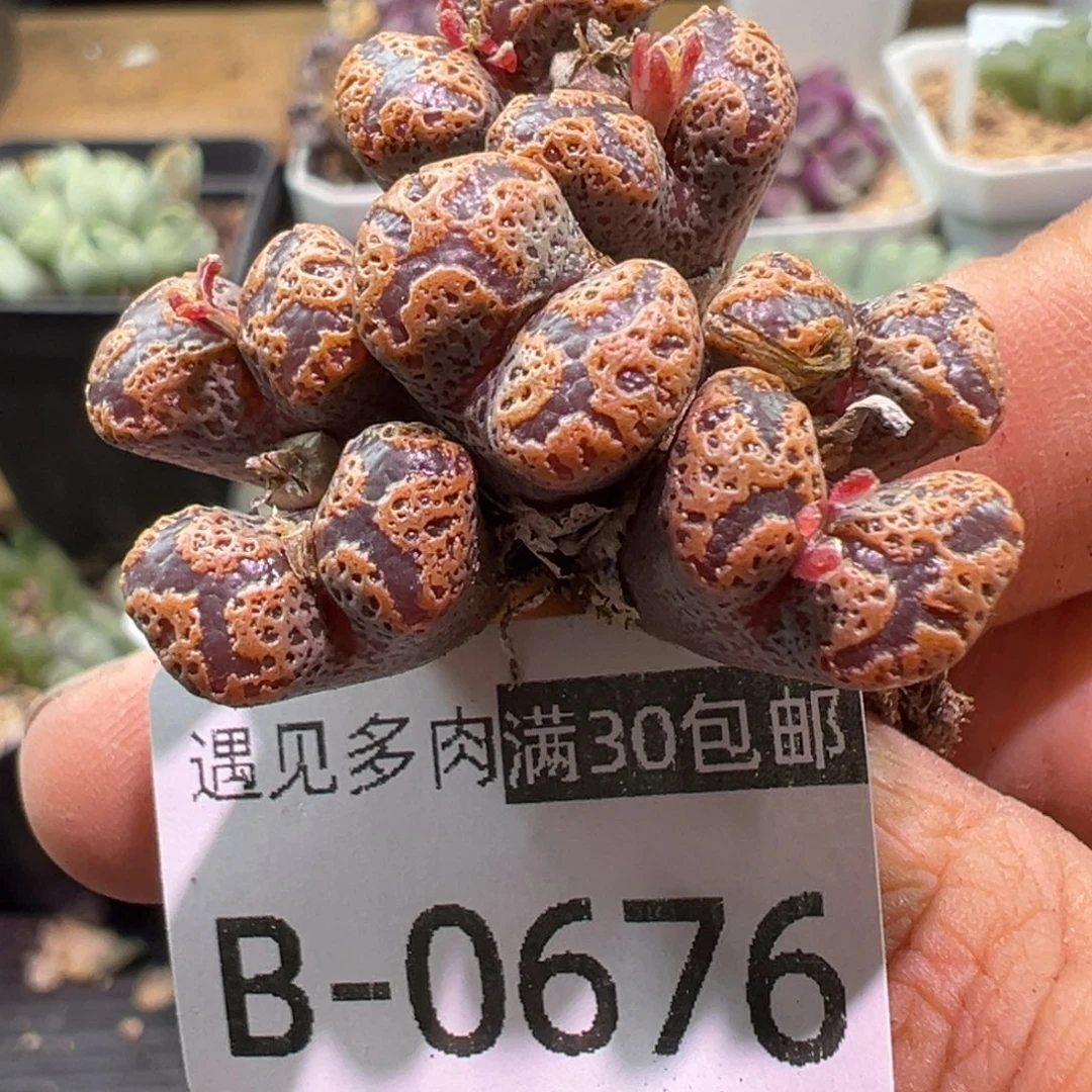 多肉植物1111111111111