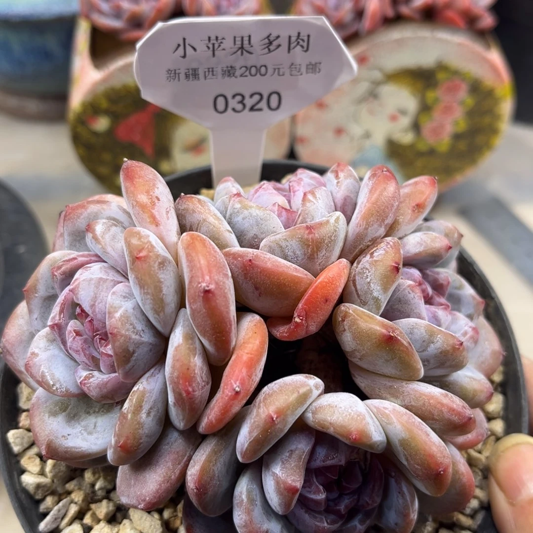 绿底紫心320/12cm4头