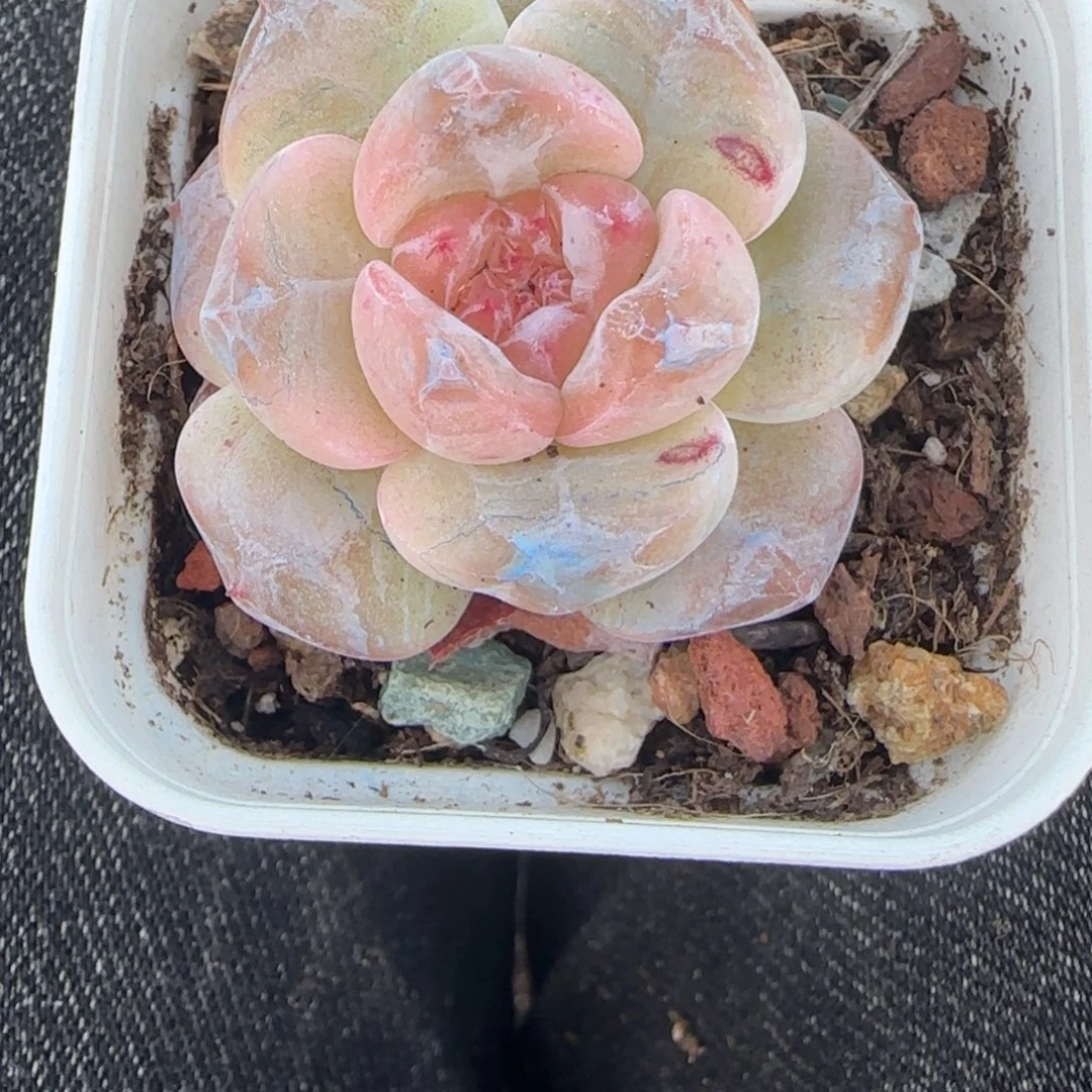 小卡拉米糖心一物一拍