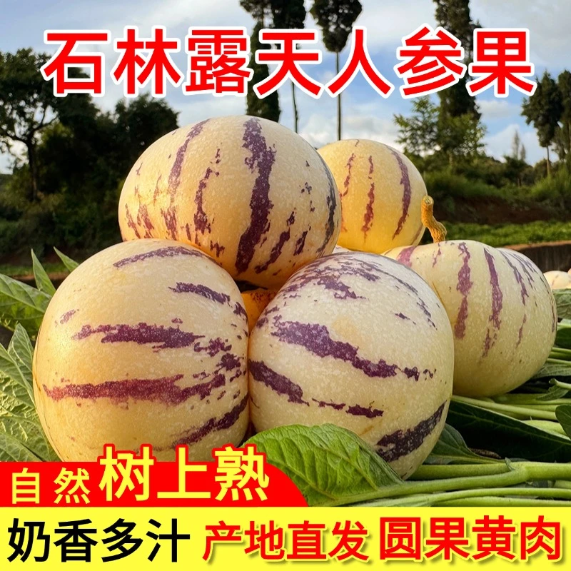 【原产地授权】云南石林人参果树上熟黄肉圆果果清甜多汁