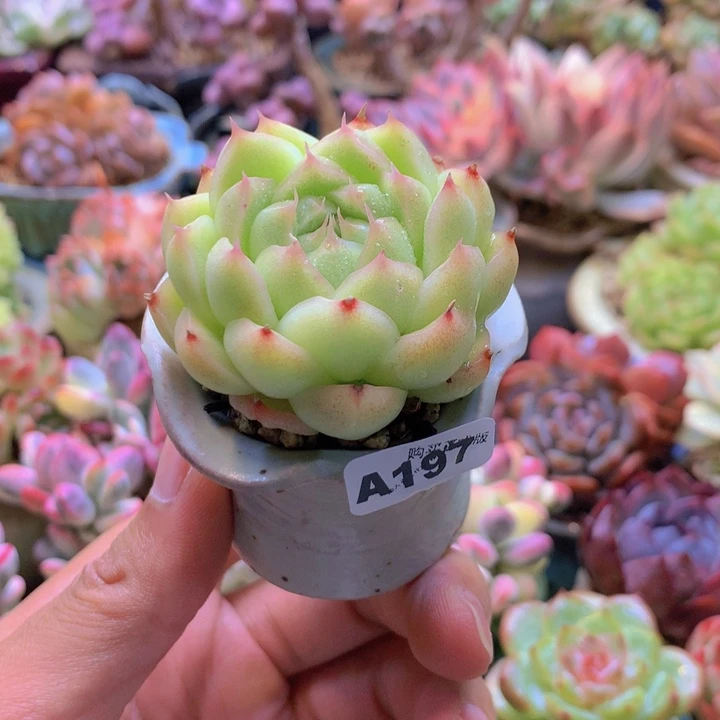 一物一拍含盆土满38包邮A197