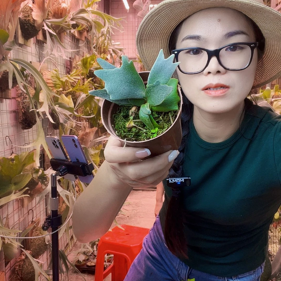 无花朵编号222玉女