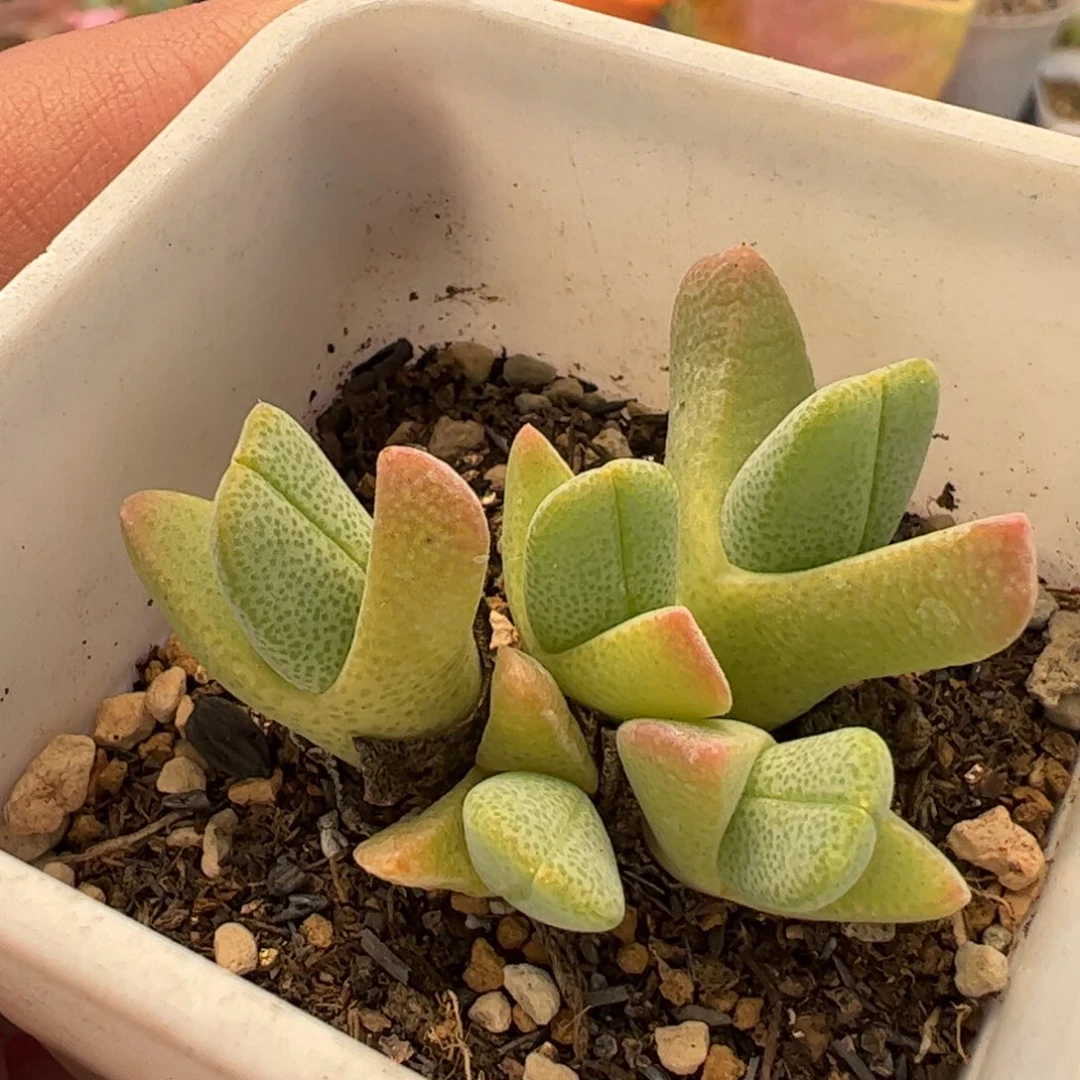 632多肉植物百科