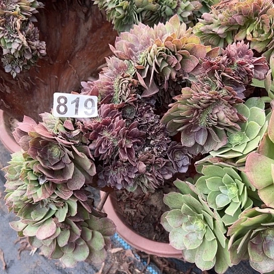 渡***河多肉植物一个万追