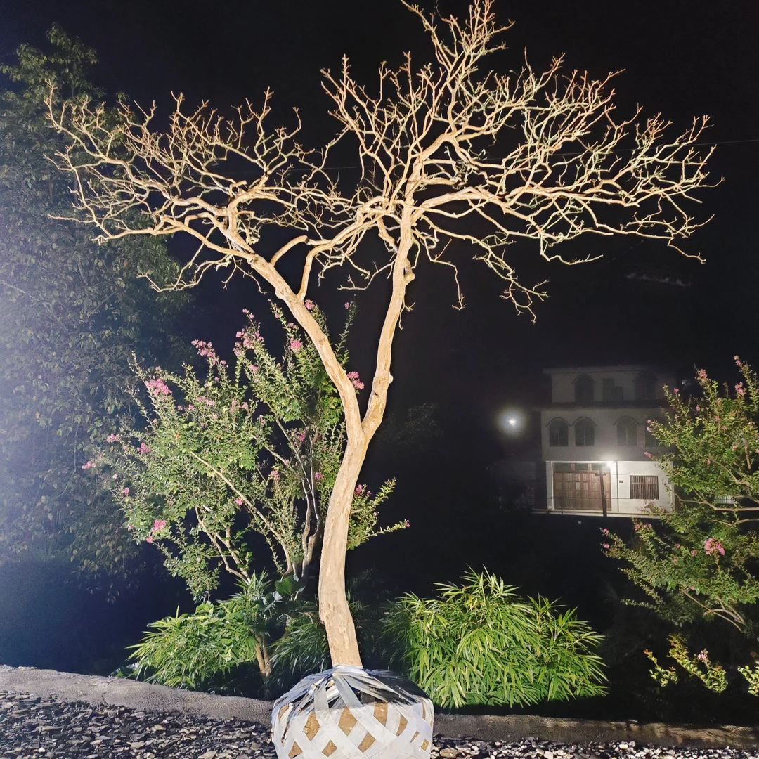 精品川红红花老紫薇