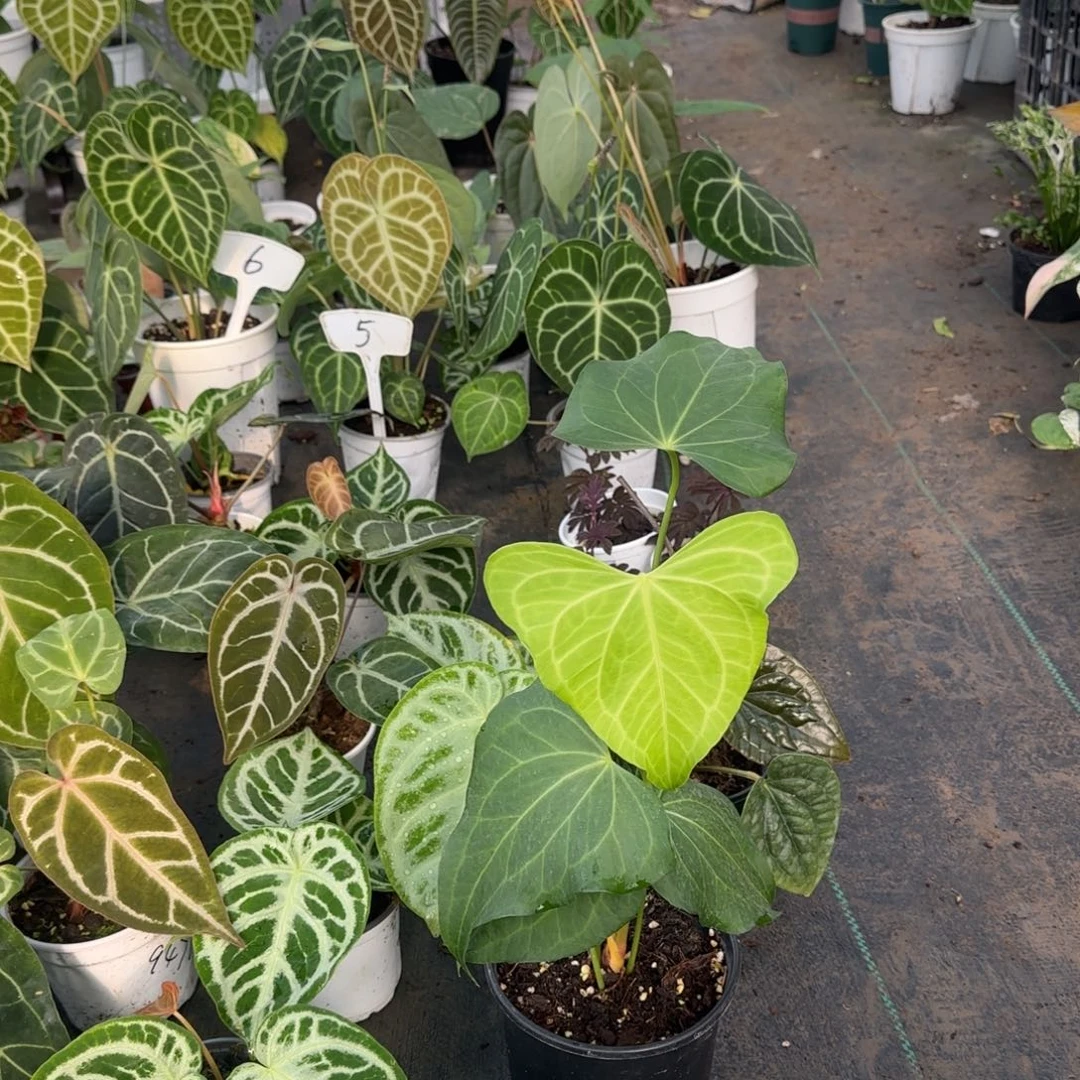 完全开放三角州花烛