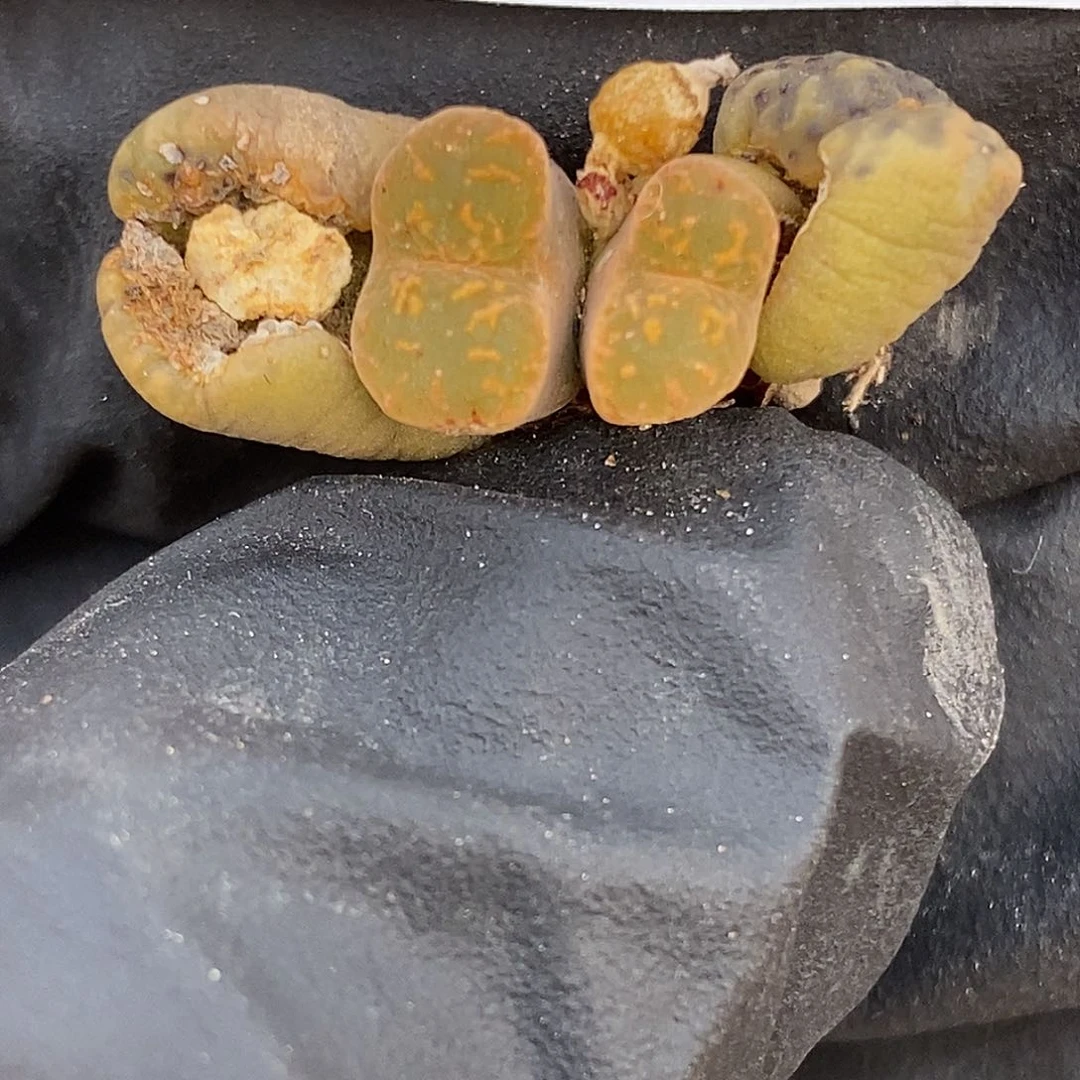 小*口桃喜花园0309-86勋章