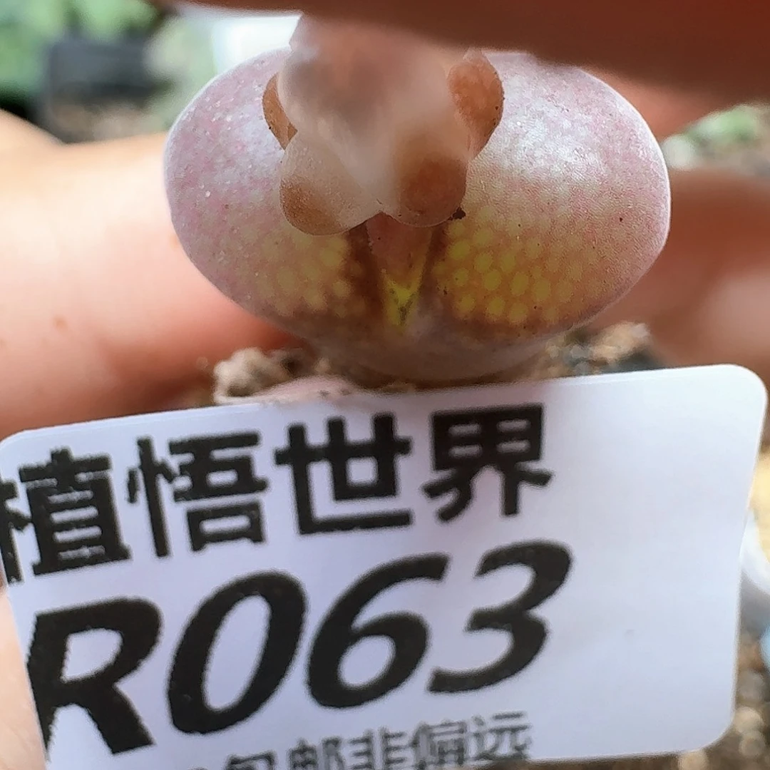 多肉植物的润泽和发发
