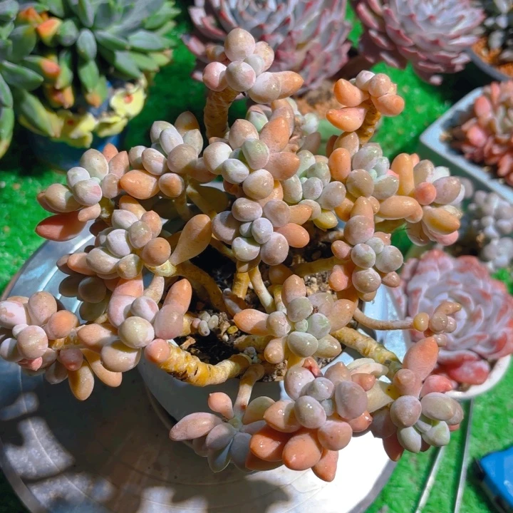 粉色恋人多肉老桩一颗