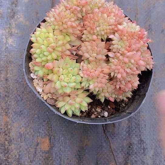 高***数脱丁涰化多肉植物老桩