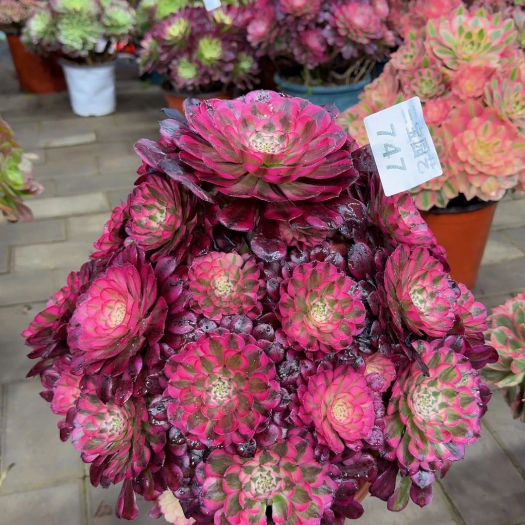 用****天多肉植物747红铜白