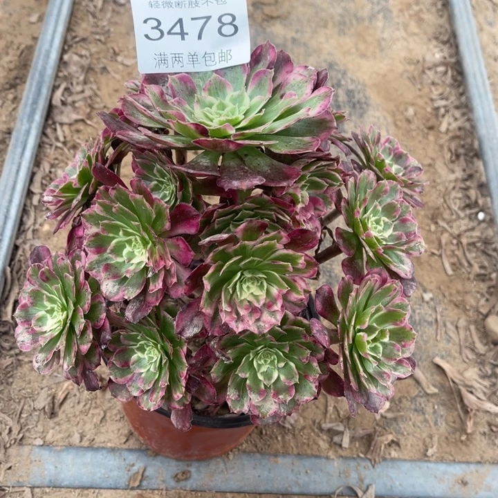 3478霁月的人多肉的