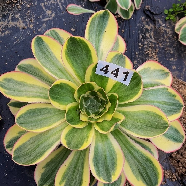 441燕姿超白多肉植物处理不售后