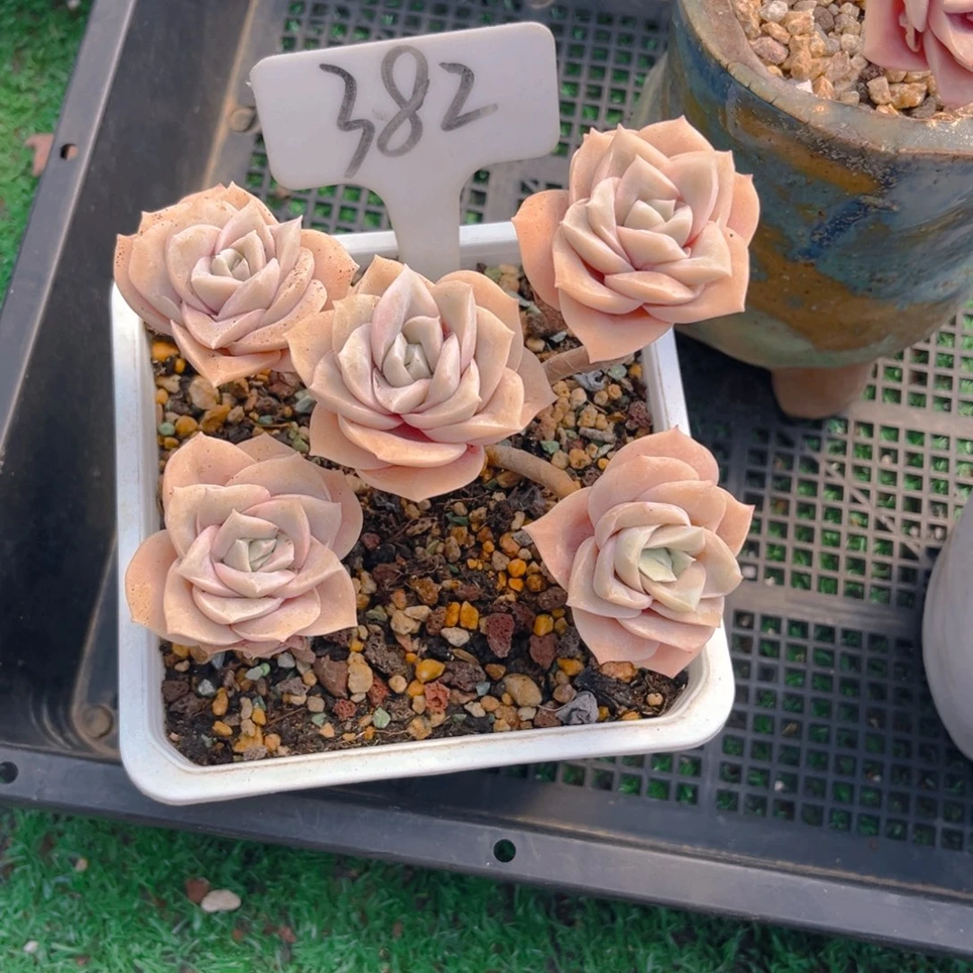 是***才382dfghhhjjjjjnn