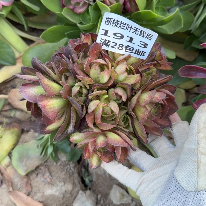 1913三号棚海王七彩丛林嫁接F